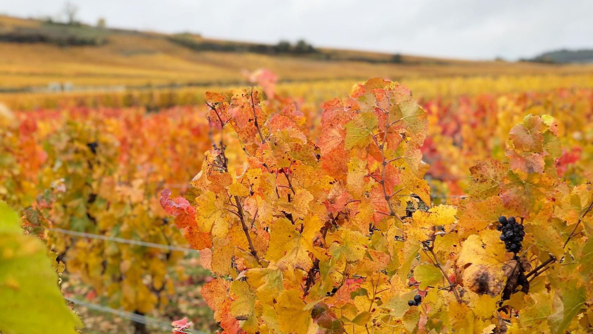 Domaine Jean-Michel Gaunoux