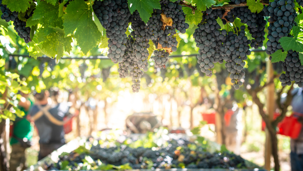 Domaine Didier Raimbault