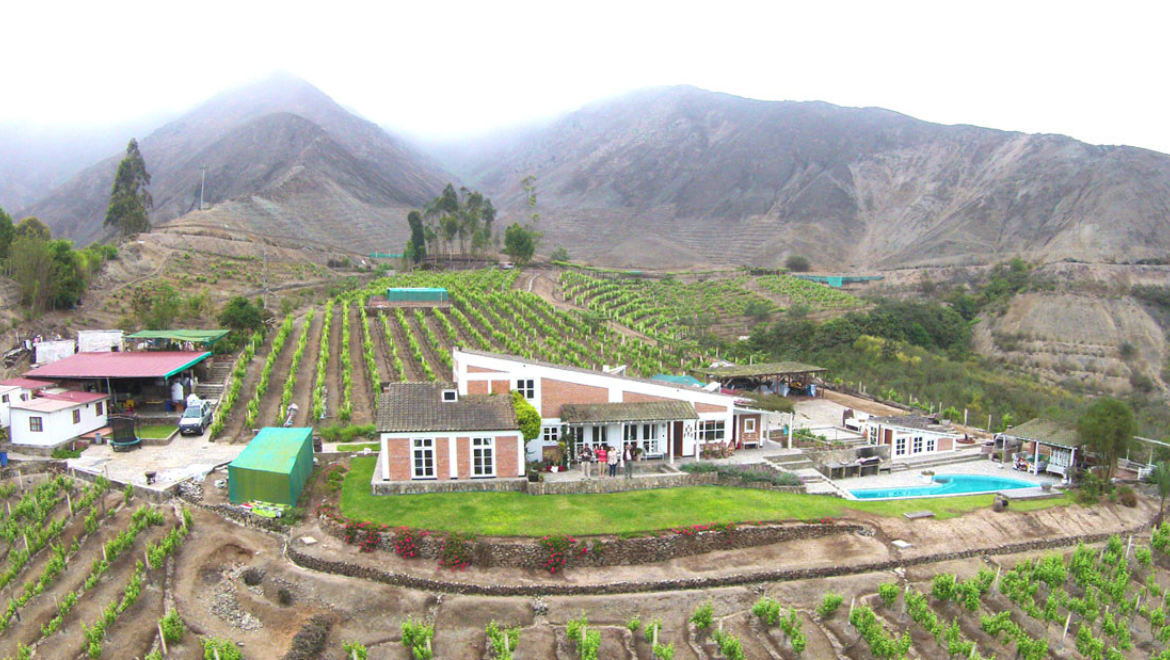 Pisco Logia