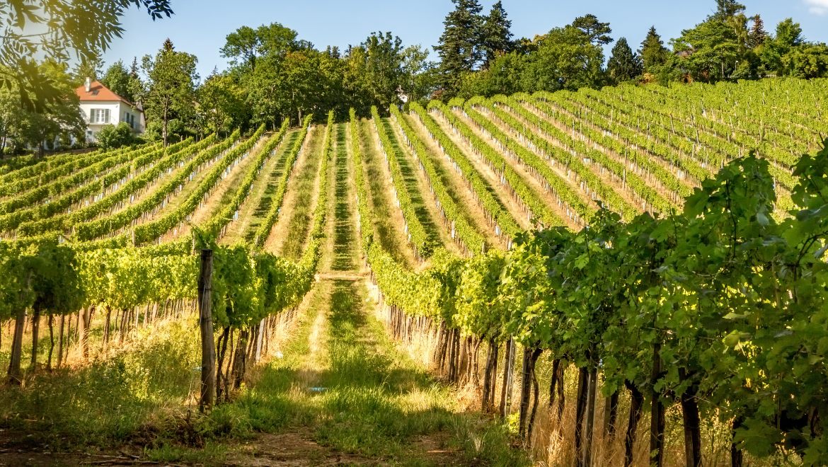 Domaine Sylvain Langoureau