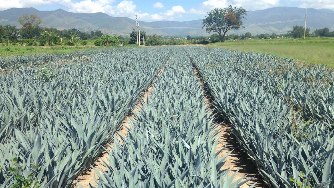 Los Nahuales