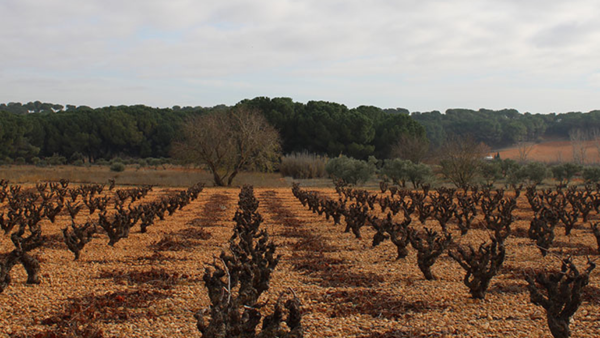 Bodegas Ponce