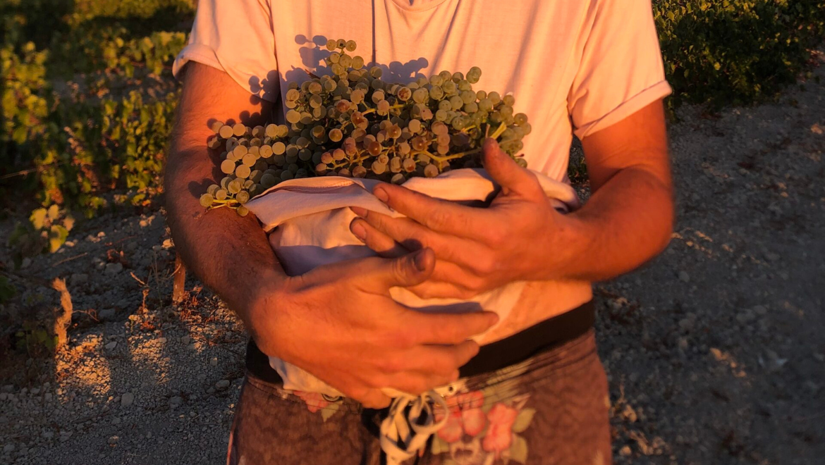 Agricola Calcarea