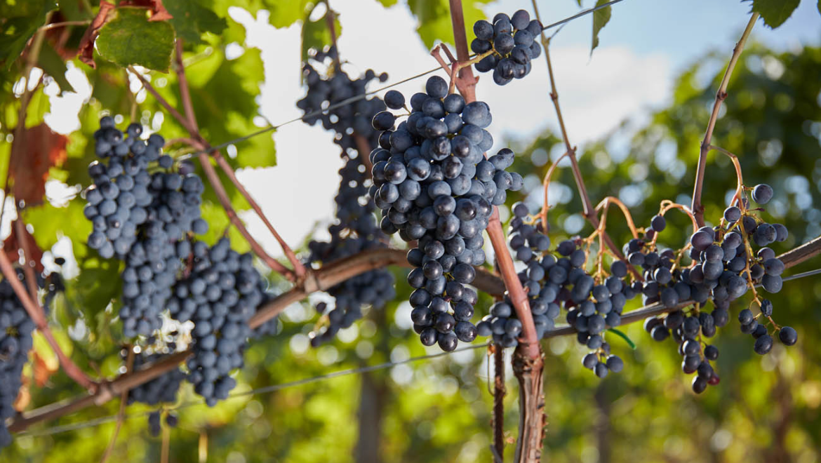 Podere Lecci e Brocchi