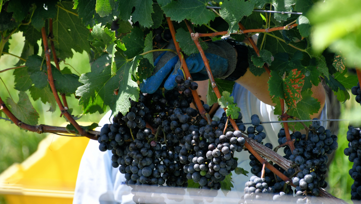 Bodegas Santalba