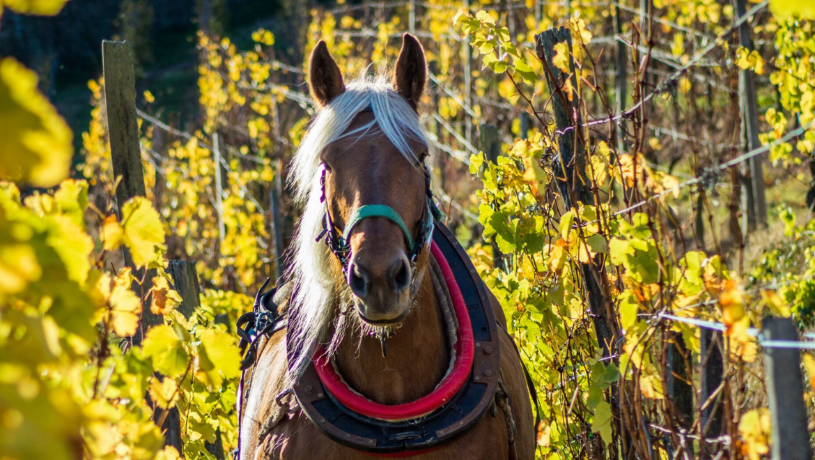Domaine Dirler-Cadé