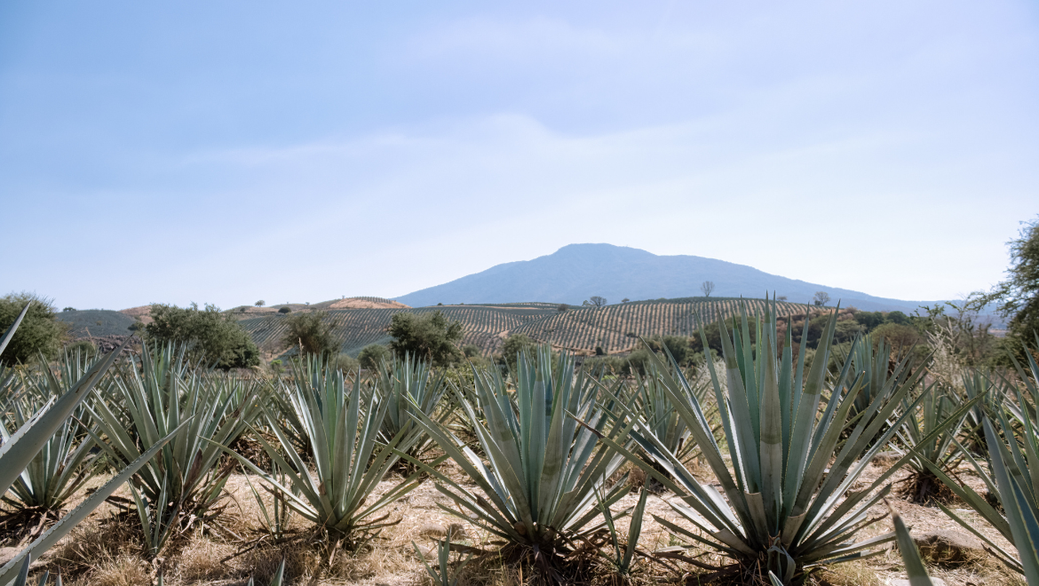 El Occidental