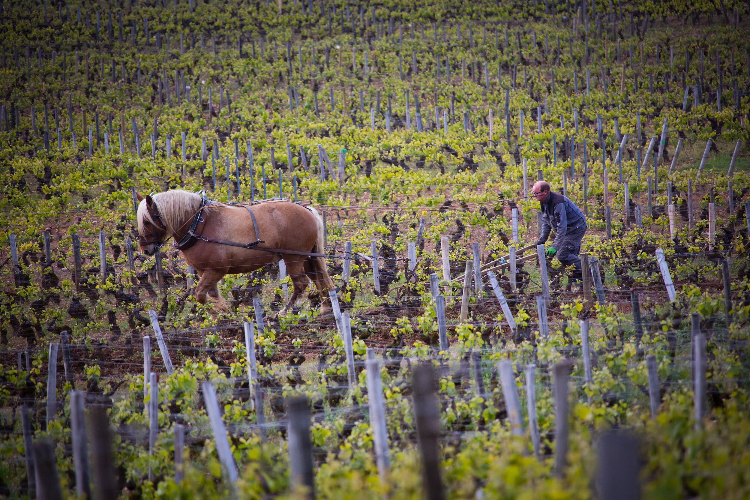 Domaine Marc Roy