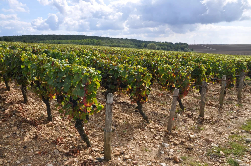 Domaine des Chasseignes