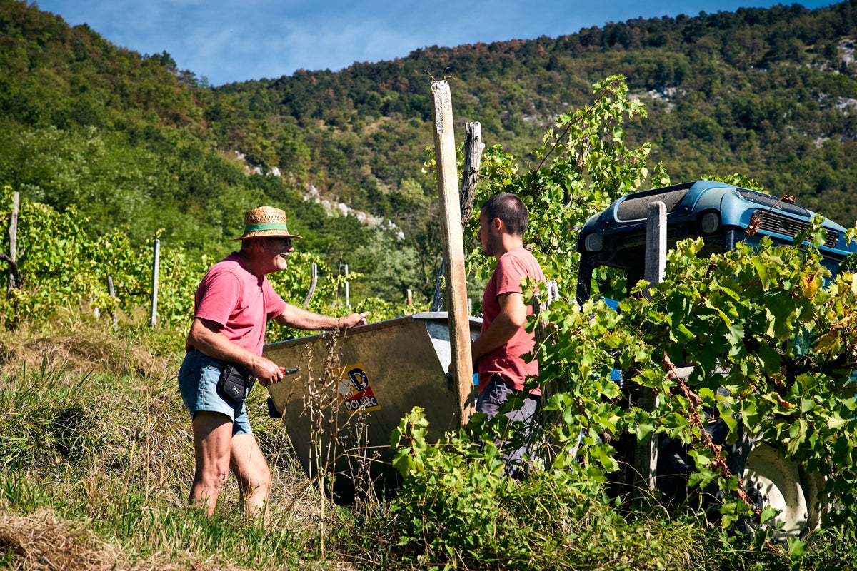 Domaine Vicomte de Noûe.Marinič