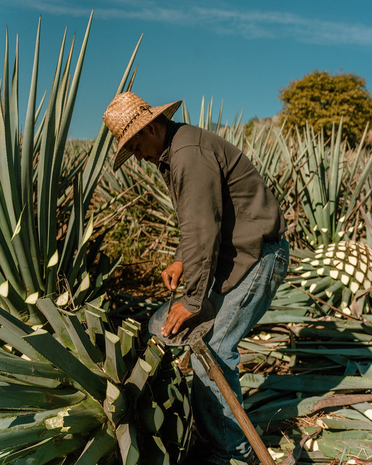 Tequila Cascahuín
