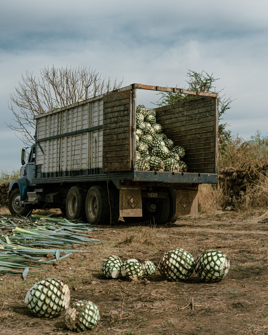 The 11 Best Tequilas to Buy Now