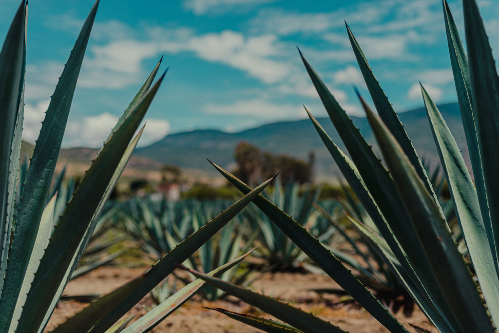 Agave Plants in an Agave Field used as the header image for the Spirits Producers at T. Edward Wine & Spirits