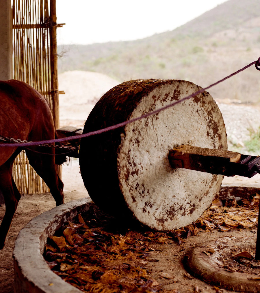 What to Know About Pechuga — the Mezcal Distilled With Poultry