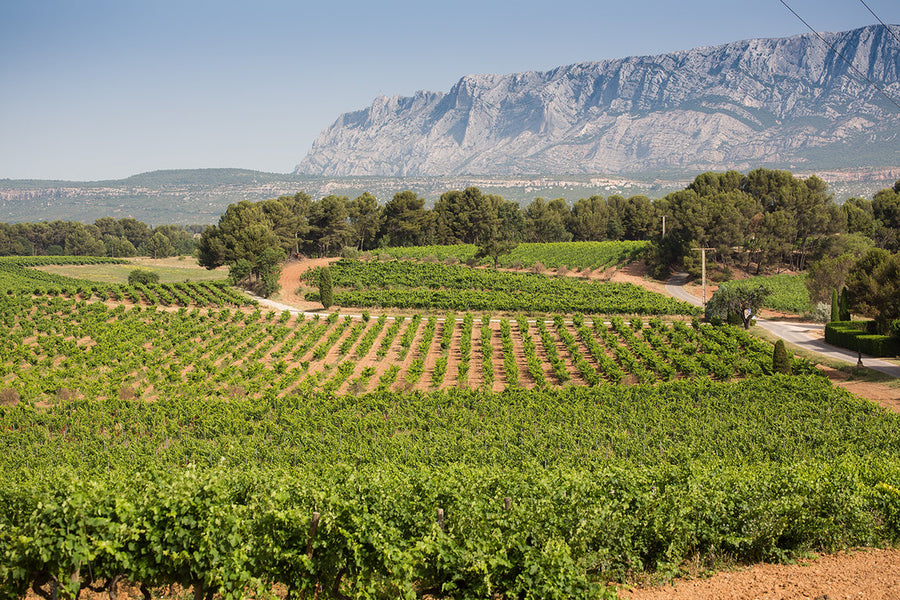 The 30 Best Rosé Wines of 2026