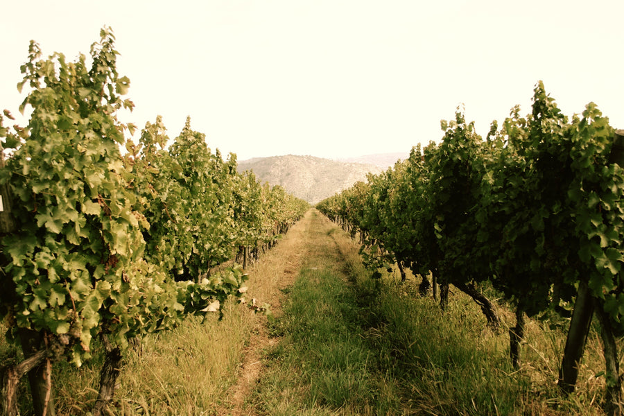 A First Look At The Wines Of Chile