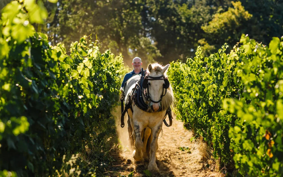 The 32 Best Pinot Noirs for 2026